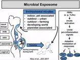 The Role of the Gut Microbiome in Early Immune Development and Allergies (videos)