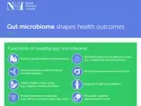 gut microbiome shapes healthy outcomes landscape