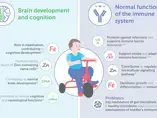 How is Nutrition Associated with the Toddler Development? (infographics)