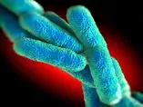 How and why microbes promote and protect against stress (news)