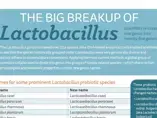 The Big Breakup of Lactobacillus (infographics)