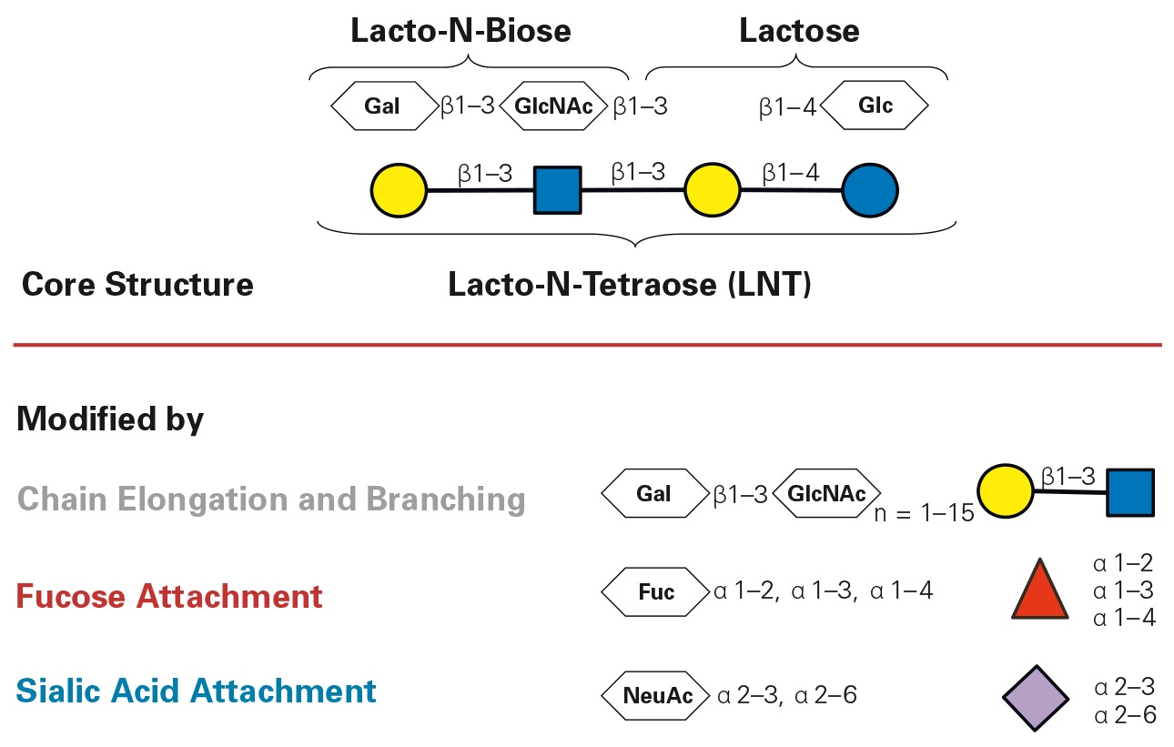 Composition of HMOs and potential modifi cations.