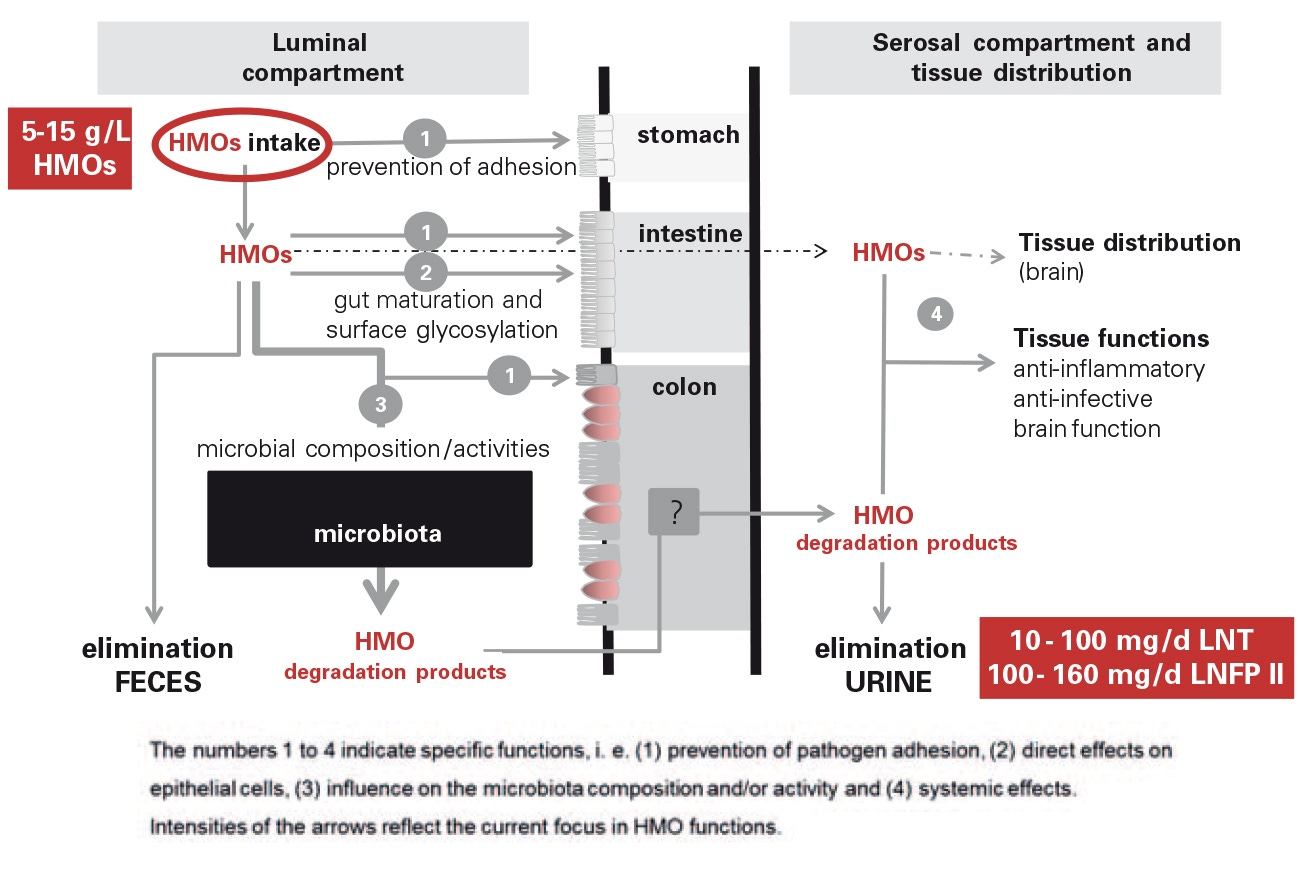 Intake, metabolism, and potential functions of HMOs