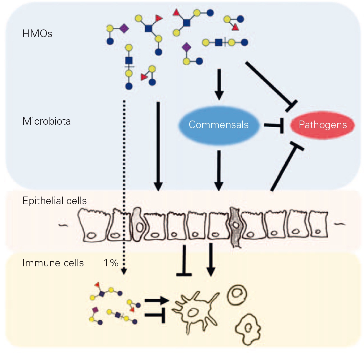 Illustration on how HMOs shape the intestinal environment through their effect on
commensals, pathogens, and the mucosal immune system from the epithelium to the
underlying immune cells