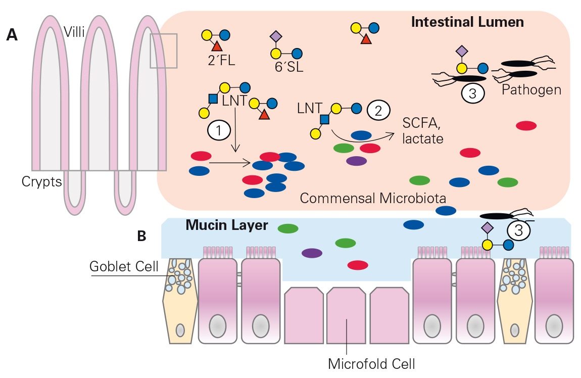 Potential ways in which HMOs shape the infant gut microbiome.