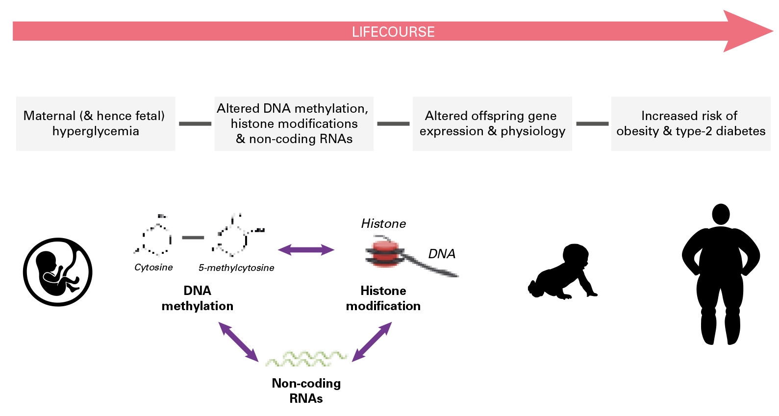 Gestational diabetes, epigenetic processes, and offspring metabolic programming