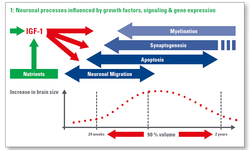 Neuronal processes influenced by growth factors, signaling & gene expression