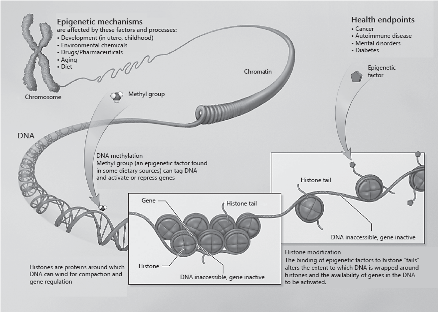 Nestle Image-Epigenetic mechanisms