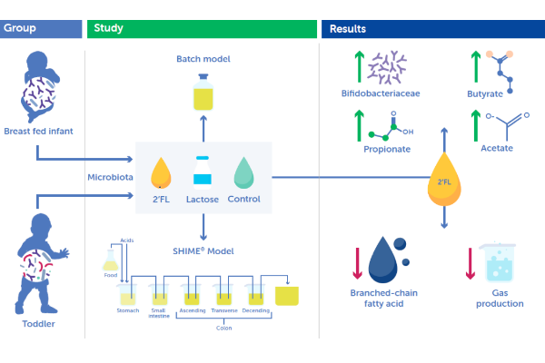2’fucosyllactose shows positive effects on gut microbiota of babies and toddlers 2’fucosyllactose shows positive effects on gut microbiota of babies and toddlers