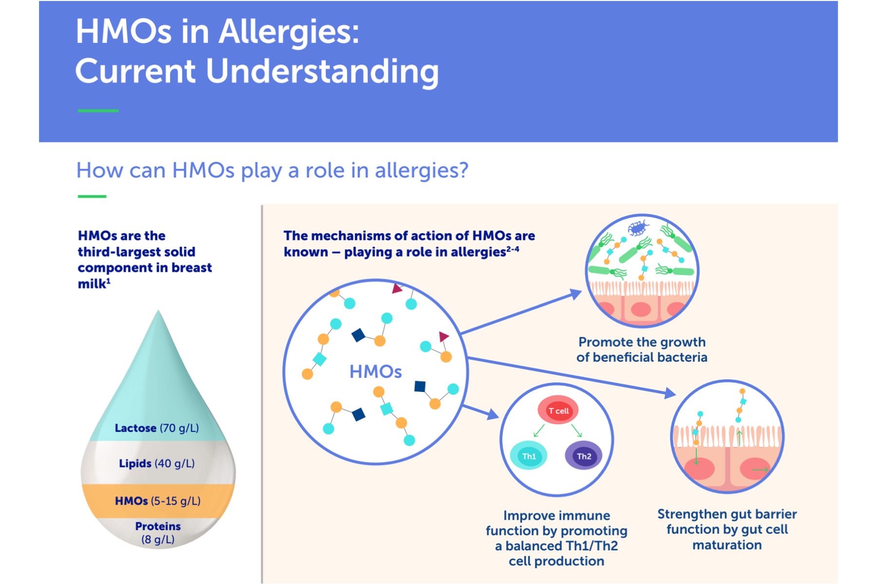 HMOs in Allergies: Current Understanding