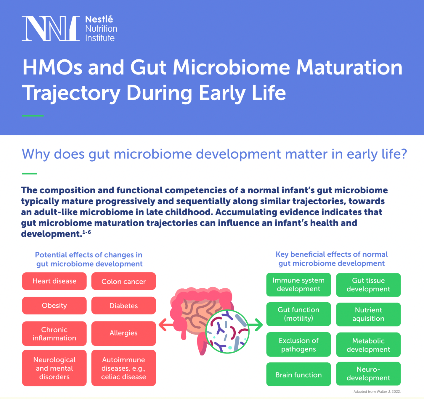 HMOs and Gut Microbiome Maturation Trajectory During Early Life