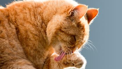 cat-420x238
