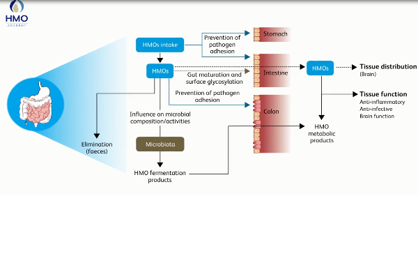 Clemens Kunz: HMOs: just a Sugar or Nature’s secret Weapon