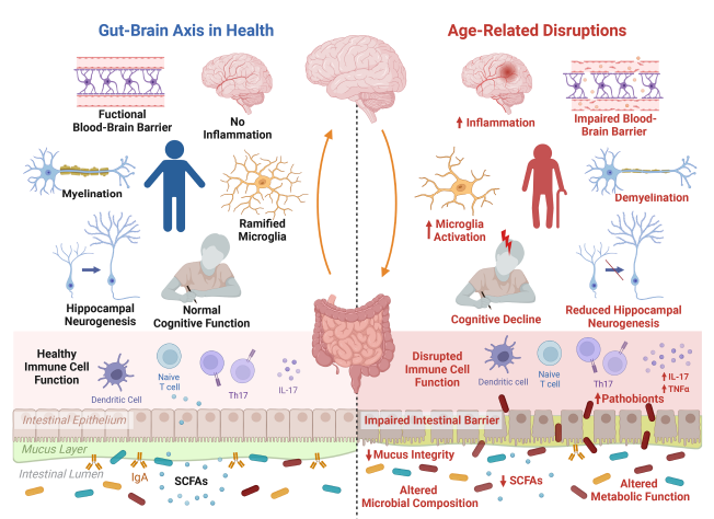 The gut microbiota is an emerging target for improving brain health during ageing Open configuration options Add to favourites 2 min read The gut microbiota is an emerging target for improving brain health during ageing Open configuration options Add to favourites 2 min read
