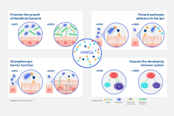 Human Milk Oligosaccharides: Help Strengthen an Infant's Immunity