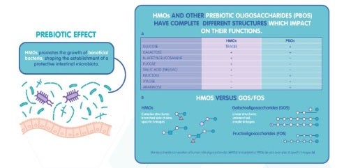 Human Milk Oligosaccharides (structure and functions)