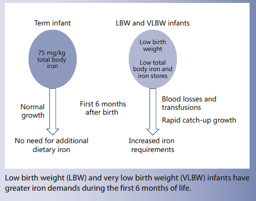 Meeting the Iron Needs of Low and Very Low Birth Weight Infants