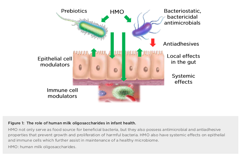 Human Milk Oligosaccharides