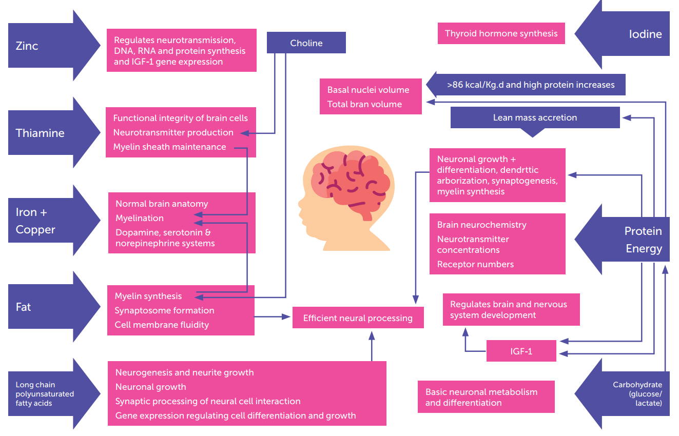 Nutrients needed for normal brain development (Adapted from Comark BE et al, 2019)