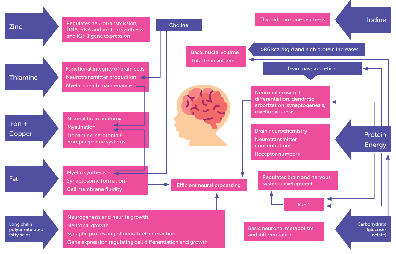 Nutrients needed for normal brain development (Adapted from Comark BE et al​​​​​​​, 2019)