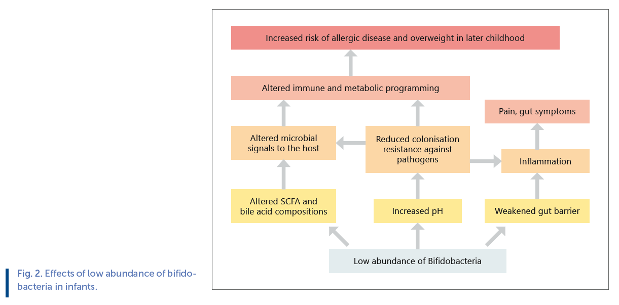 Fig 2. Effects of low adundance of bifidobacteria.