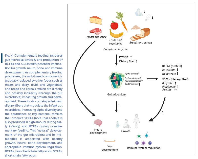 Fig 4. Complementary feeding increases gut microbial diversity