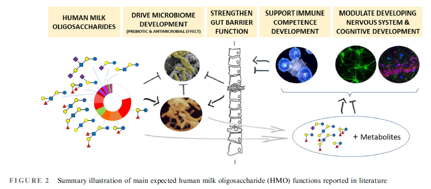 Figure 2. HMO functions