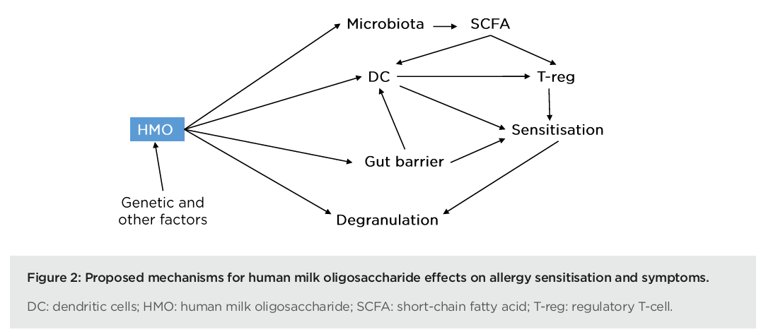 Figure 2. Proposed mechanism for HMO effects on allergy