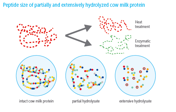 Peptide size of partially and extensively hydrolyzed cow milk protein