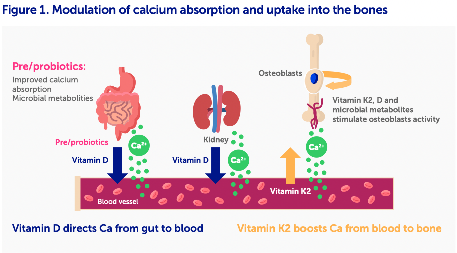 Figure 1. Modulation of calcium absorption and uptake into the bones
