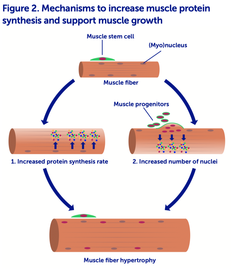 Acknowledgements:  The authors would like to thank Elizabeth Offord (PhD) and Eline van der Beek (PhD), for critical review of the manuscript.  References  1- Orsso et al., 2019. Low muscle mass and strength in pediatrics patients: why should we care? Clin Nutr. 38(5):2002-2015  2- Brotto et al., 2015. Bone and muscle:  Interactions beyond mechanical. Bone 80:109-114.  3- Davis & Fiorotto, 2009. Regulation of muscle growth in neonates. Curr Opin Clin Nutr Metab Care. 12(1):78-85  4- Bachman et al., 2018. Prepubertal skeletal muscle growth requires Pax7-expressing satellite cell-derived myonuclear contribution. Development 145(20).  5- Chesley A, MacDougall JD, Tarnopolsky MA, Atkinson SA, Smith K. Changes in human muscle protein synthesis after resistance exercise. J Appl Physiol (1985). 1992 Oct;73(4):1383-8.  6- Groen BB, Horstman AM, Hamer HM, de Haan M, van Kranenburg J, Bierau J, Poeze M, Wodzig WK, Rasmussen BB, van Loon LJ. Post-Prandial Protein Handling: You Are What You Just Ate. PLoS One. 2015 Nov 10;10(11):e0141582.  7- Pennings B, Boirie Y, Senden JM, Gijsen AP, Kuipers H, van Loon LJ. Whey protein stimulates postprandial muscle protein accretion more effectively than do casein and casein hydrolysate in older men. Am J Clin Nutr. 2011 May;93(5):997-1005.  8- Snijders T, Leenders M, de Groot LCPGM, van Loon LJC, Verdijk LB. Muscle mass and strength gains following 6 months of resistance type exercise training are only partly preserved within one year with autonomous exercise continuation in older adults. Exp Gerontol. 2019 Jul 1;121:71-78. doi: 10.1016/j. exger.2019.04.002. Epub 2019 Apr 9. PMID: 30978433.  9- Millward DJ. Interactions between Growth of Muscle and Stature: Mechanisms Involved and Their Nutritional Sensitivity to Dietary Protein: The Protein-Stat Revisited. Nutrients. 2021 Feb 25;13(3):729.