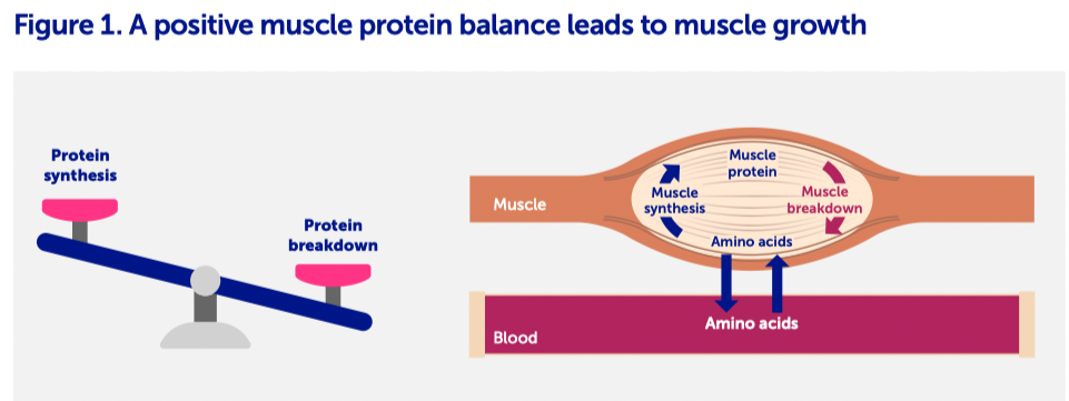 Figure 1. A positive muscle protein balance leads to muscle growth