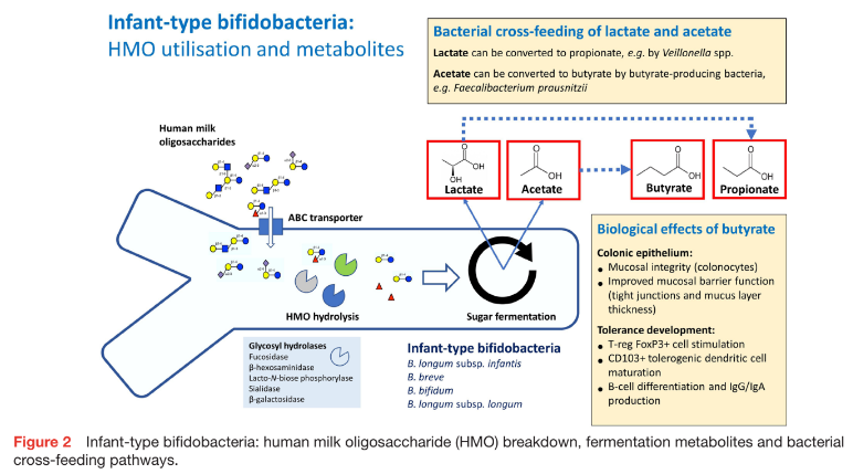 Dietary strategies for early immune modulation in primary food allergy prevention