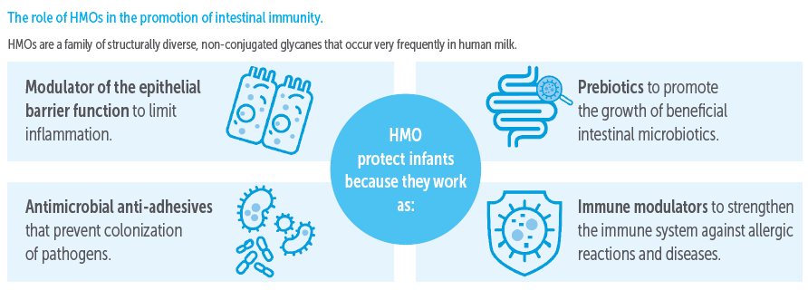 The role of HMOs in the promotion of intestinal immunity