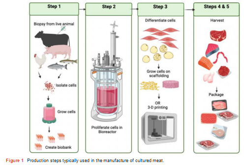 Alternative meat in the diets of young children