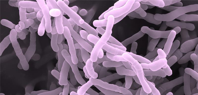 Gut bacteria