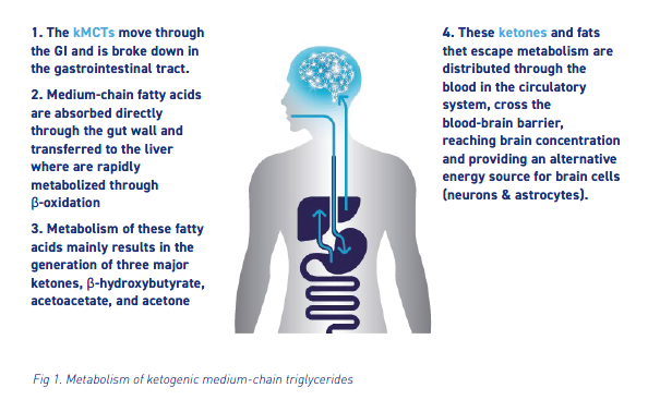 metabolism