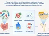 Gut Microbiota-Bone Axis