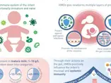 The benefits of Human Milk Oligosaccharides on immunity (infographics)