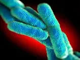 How and why microbes promote and protect against stress (news) How and why microbes promote and protect against stress (news)