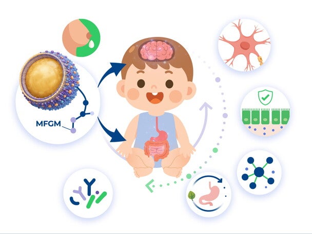 Building the Developing Brain: How MFGM Supports Early Brain Development and Function