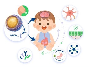 Building the Developing Brain: How MFGM Supports Early Brain Development and Function