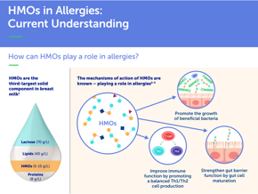 HMOs in Allergies: Current Understanding