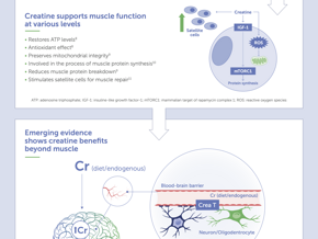 Creatine’s role in healthy aging