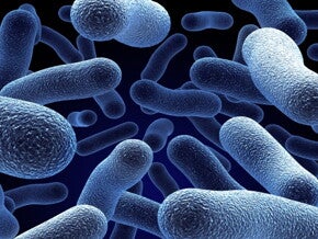 gut microbiota directly shapes human immune system