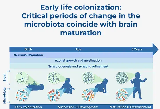 Microbiome and Brain Development: A Tale of Two Systems Microbiome and Brain Development: A Tale of Two Systems