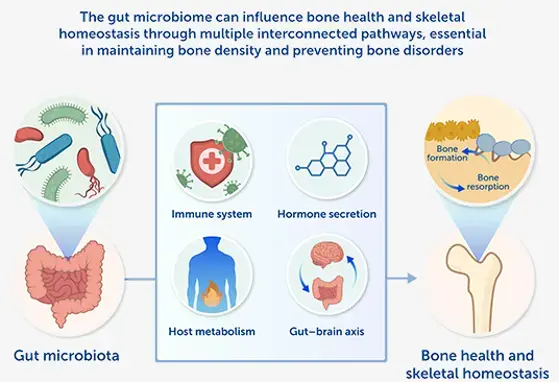Gut Microbiota-Bone Axis Gut Microbiota-Bone Axis