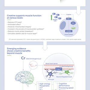Creatine’s role in healthy aging