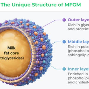 Building the Developing Brain: How MFGM Supports Early Brain Develpment and Function