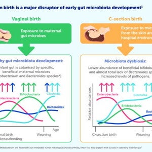Infographic C-Section Birth and the Infant Gut Microbiota: Nutritional Strategies